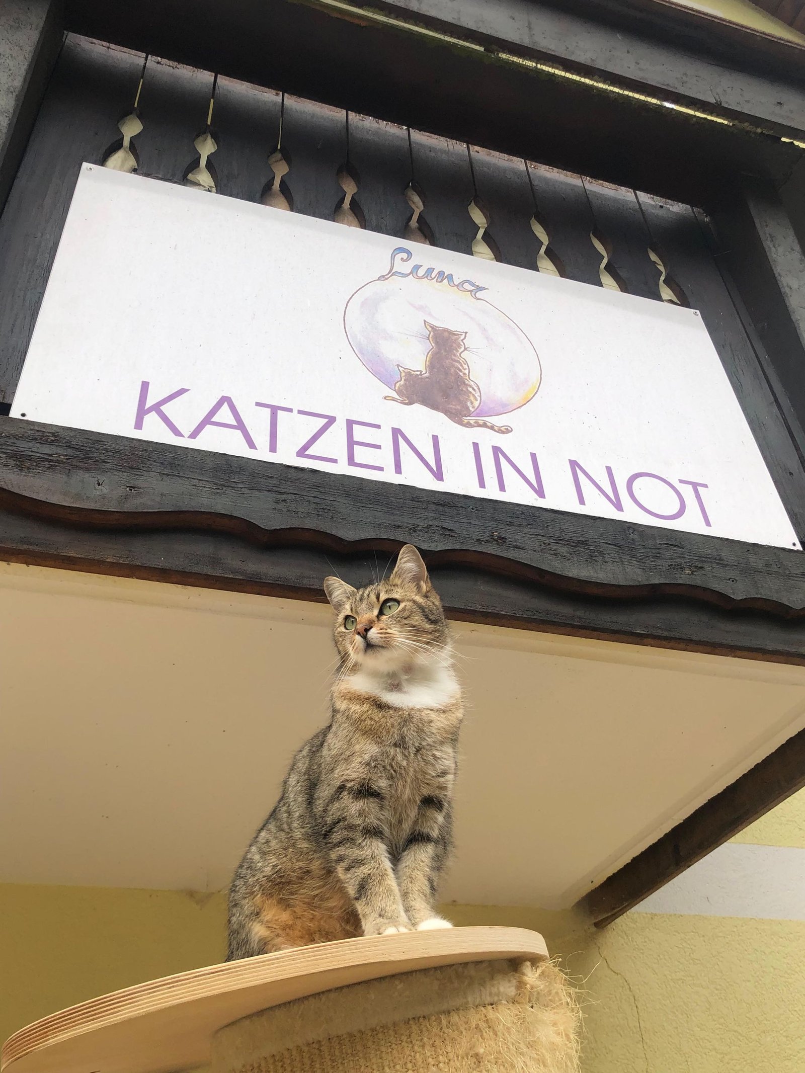 Katze auf einem Kratzbaum unter dem Vereinsschild „Luna Katzen in NOT“